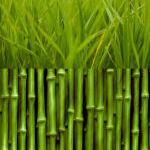Australian Bamboo Grassfragrance Oil 1 Ounce