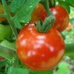 Tomato Leaf Corriander Fragrance Oil 1 Ounce 100%..