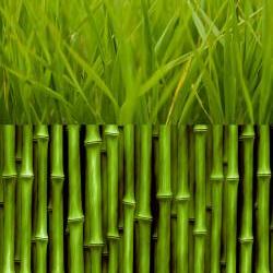 Australian Bamboo Grassfra..